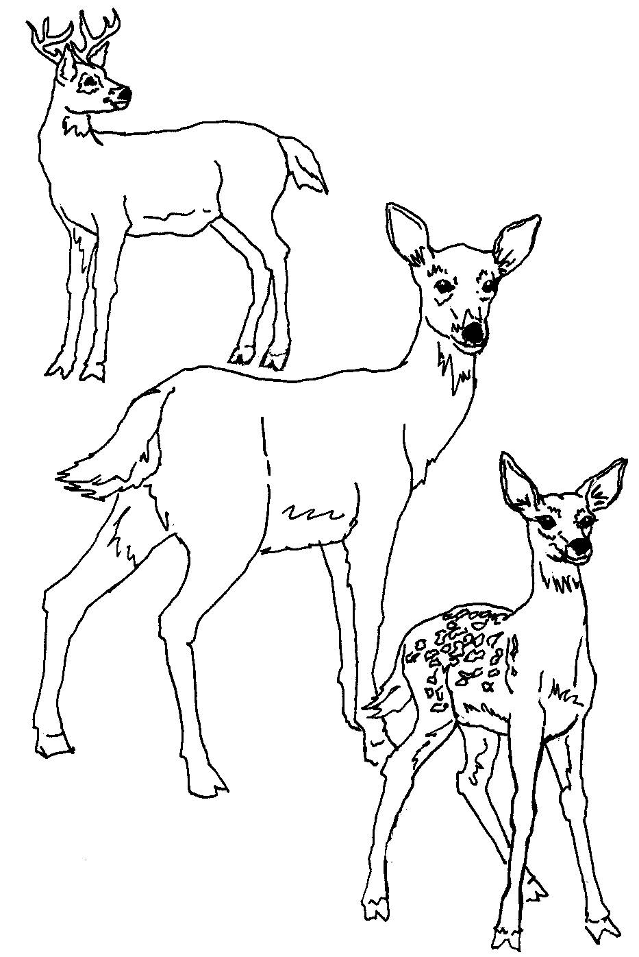 Free printable deer coloring pages for kids