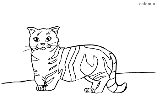 Cats coloring pages free printable cat coloring sheets