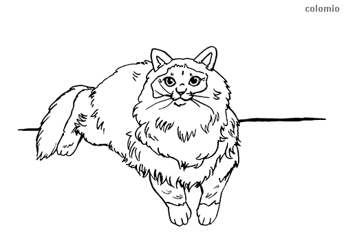 Cats coloring pages free printable cat coloring sheets