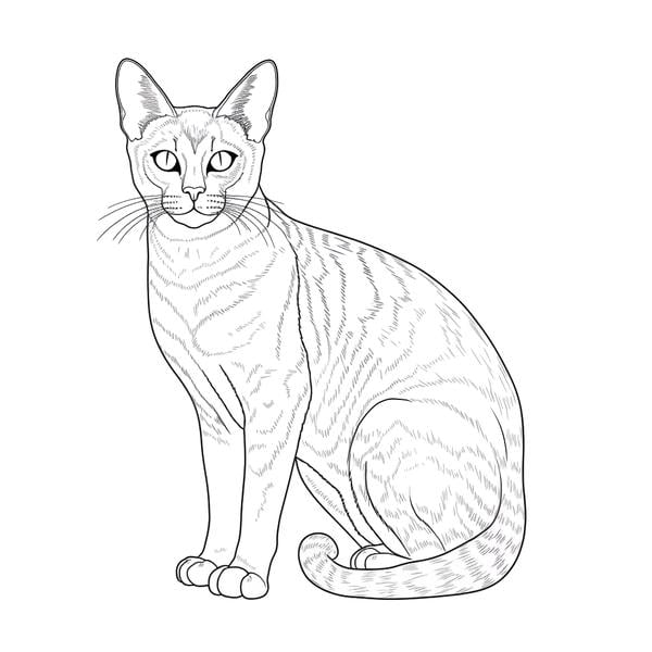 Free printable cat coloring pages list