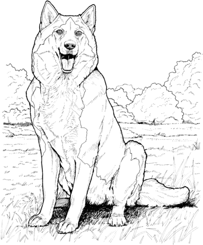 Alaskan malamute coloring page free printable coloring pages