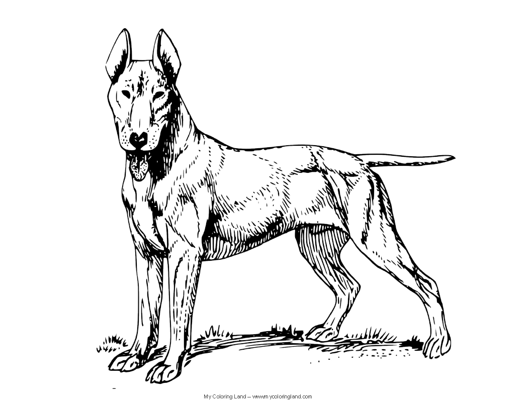 Dog coloring pages