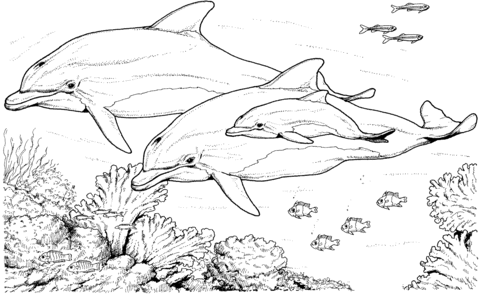 Bottlenose dolphins coloring page free printable coloring pages