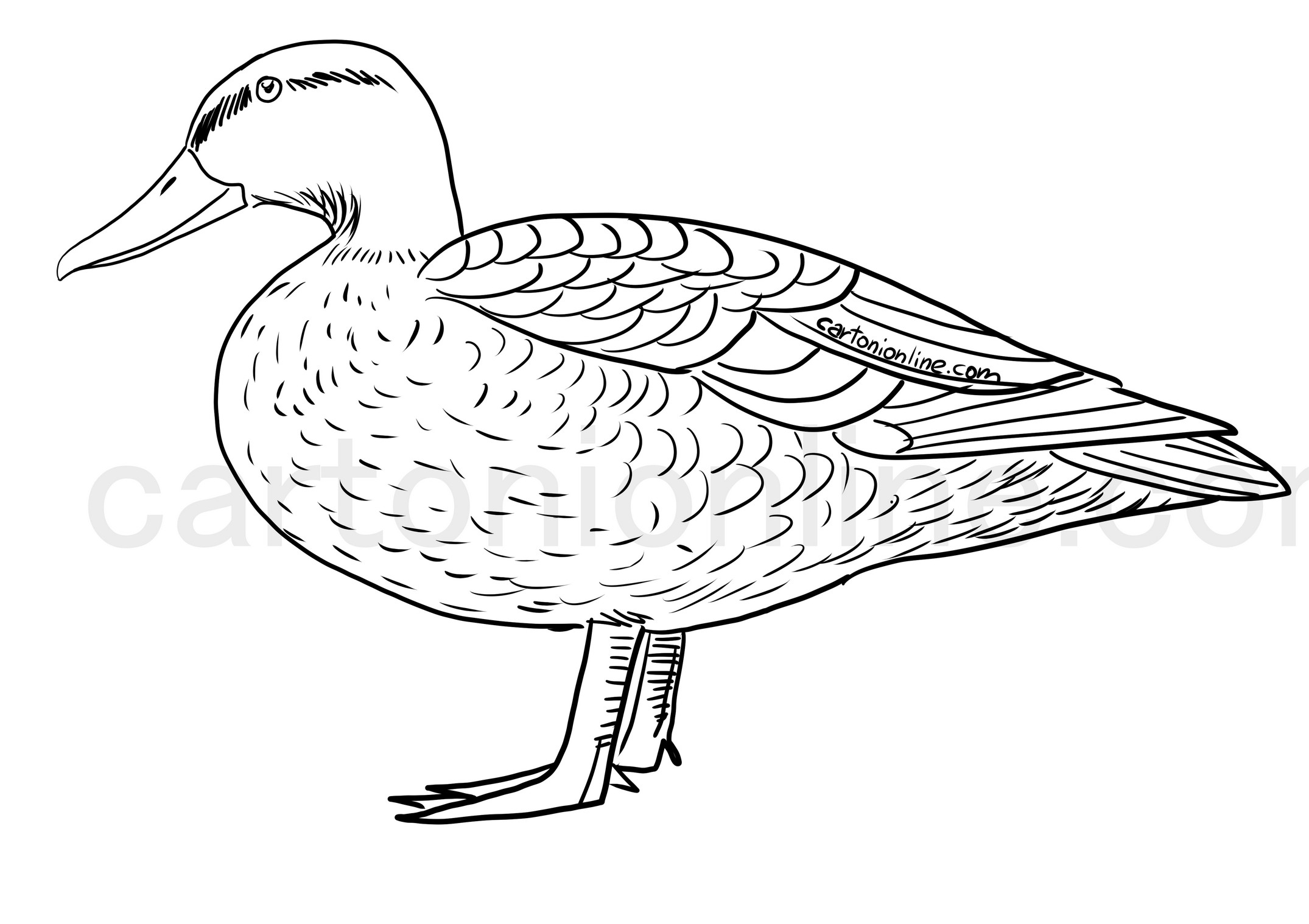 Duck coloring pages