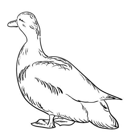 Contour of a duck standing in a half turn vector illustration sketch coloring page