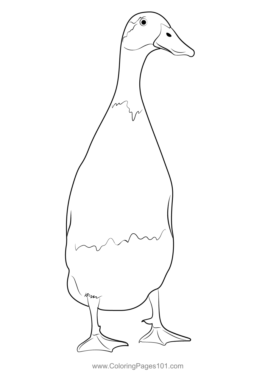 The runner duck coloring page for kids