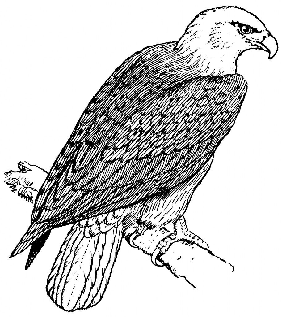 Free printable bald eagle coloring pages for kids bird coloring pages coloring pages for kids animal coloring pages