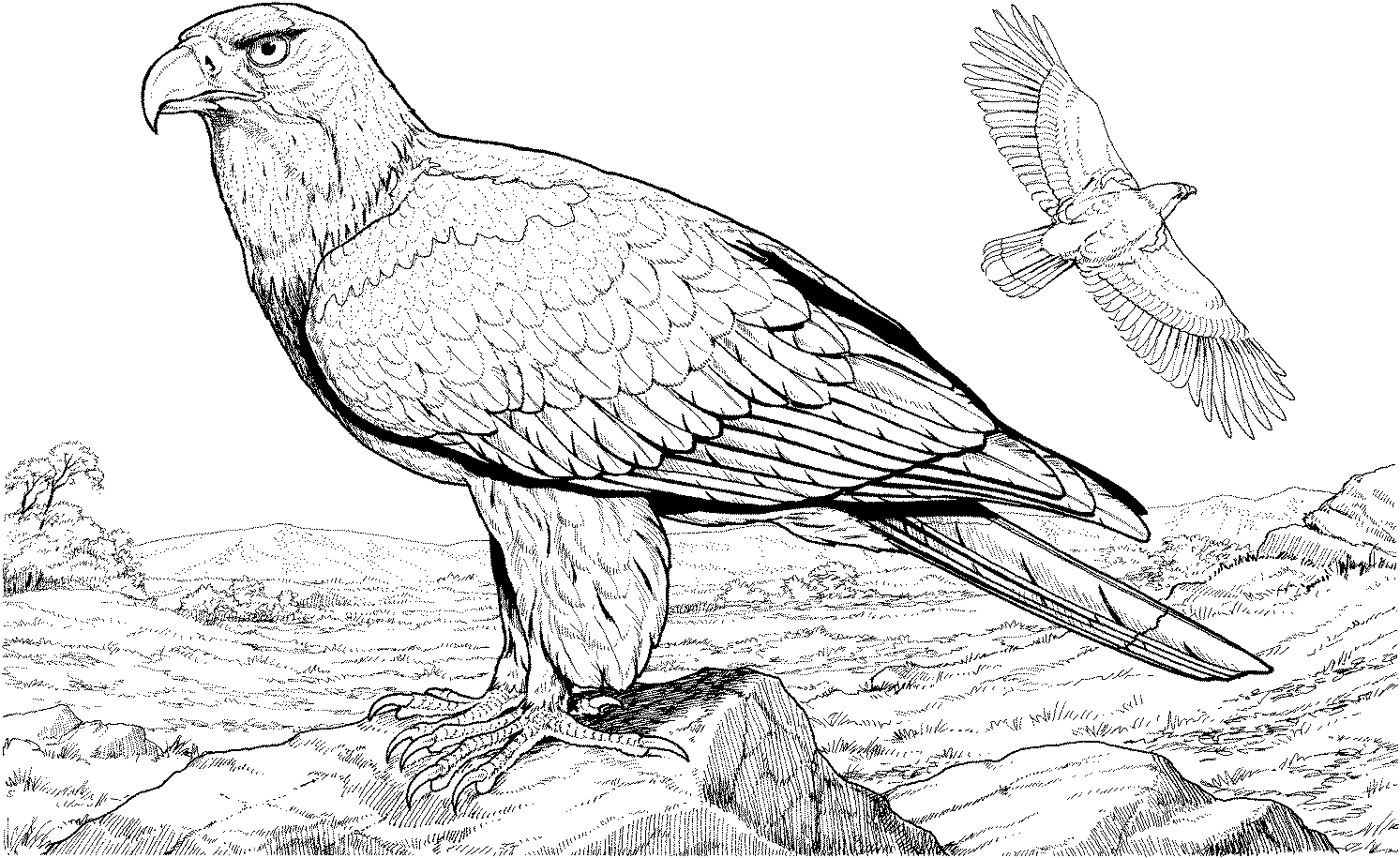 Realistic eagle coloring pages bird coloring pages coloring pages coloring pages inspirational