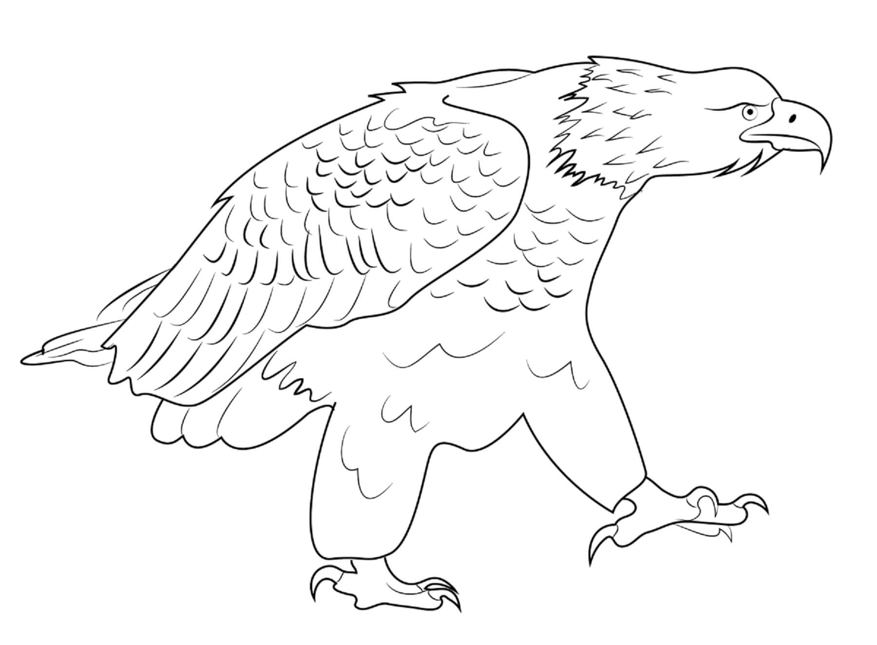 Bald eagle coloring page