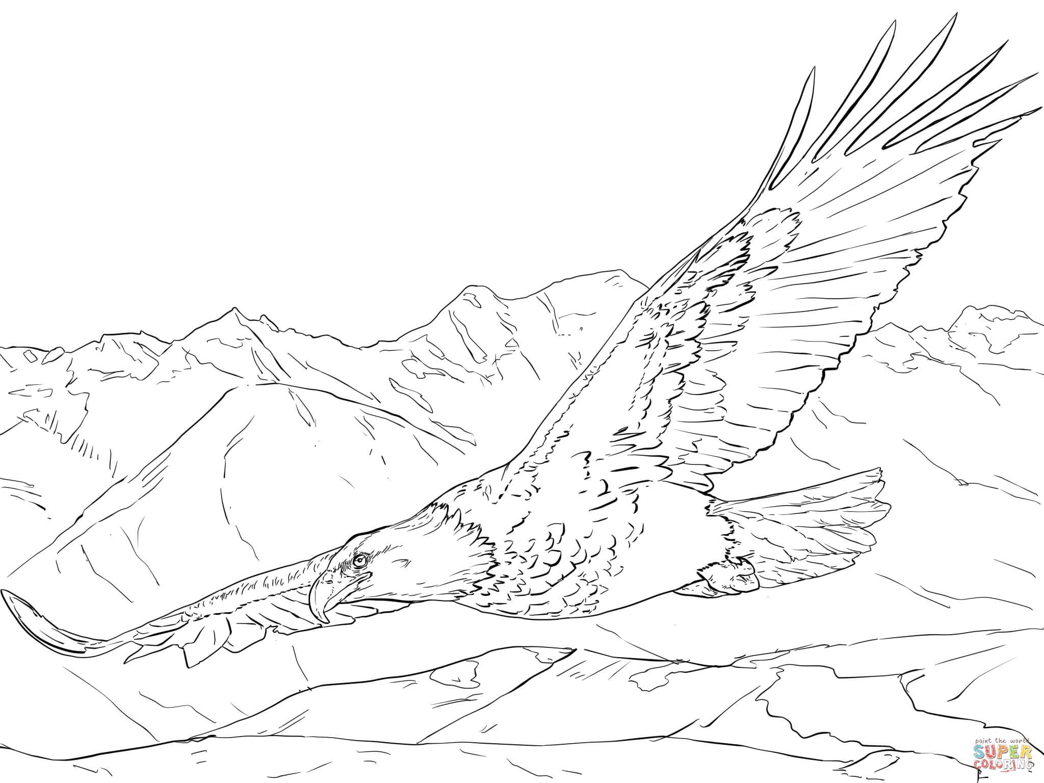 Eagle coloring pages free bald eagle soaring coloring page free printable coloring pages bird coloring pages eagle drawing eagle sketch