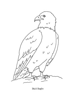 Bald eagle coloring page by mama draw it tpt