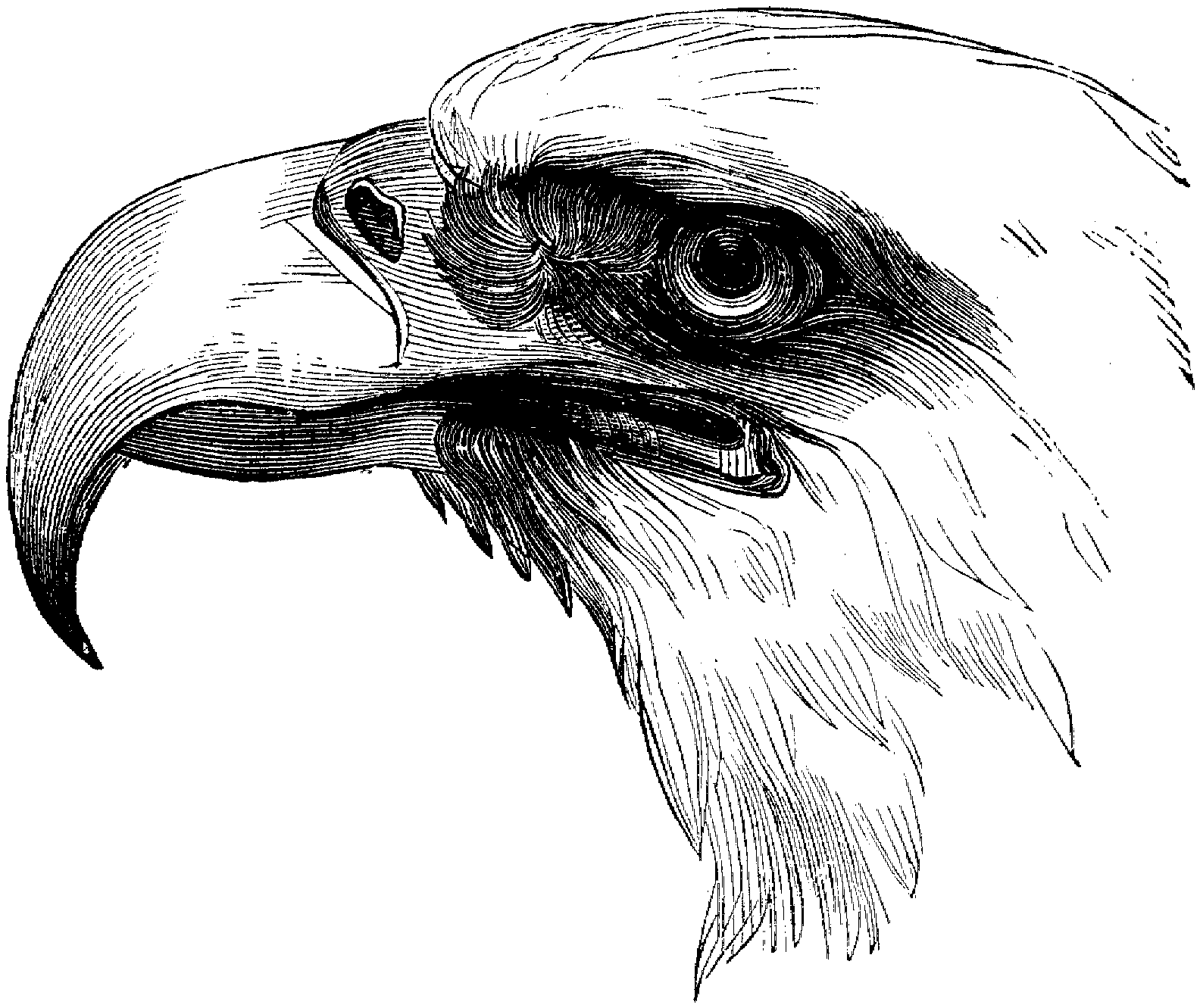 Free eagle coloring pages