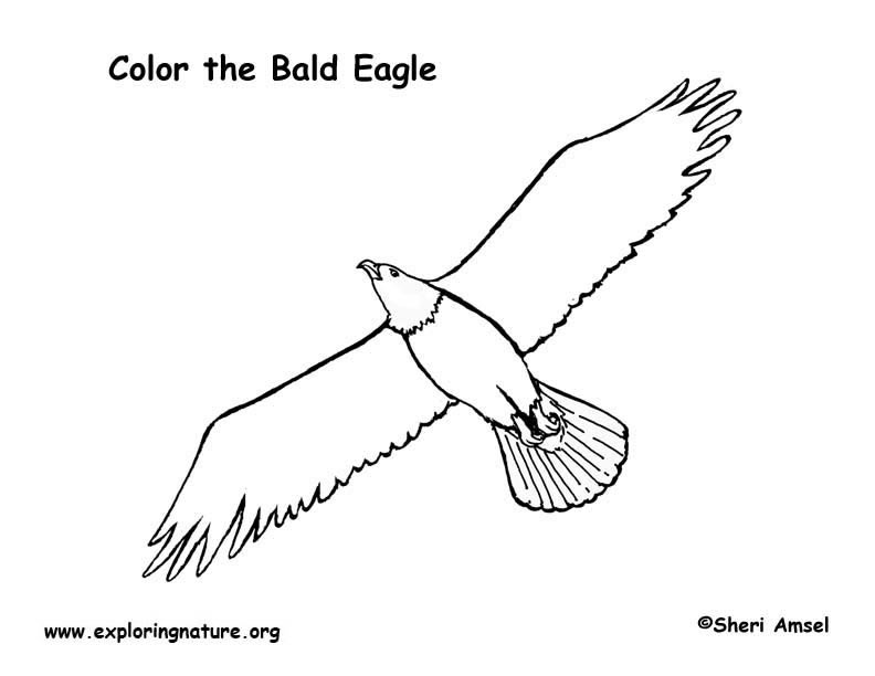 Eagle bald coloring page