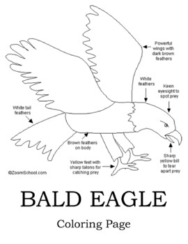 Bald eagle coloring page by milford nature center tpt