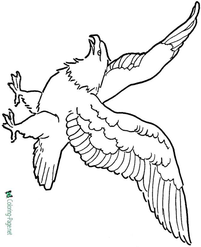 Eagle coloring pages