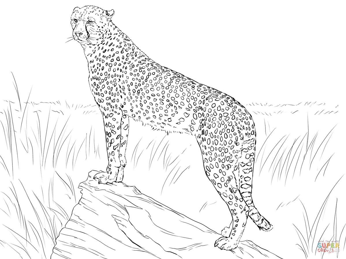 Cheetah observing its prey coloring page free printable coloring pages