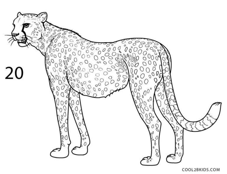 How to draw a cheetah step by step pictures coolbkids cheetah drawing easy animal drawings realistic animal drawings