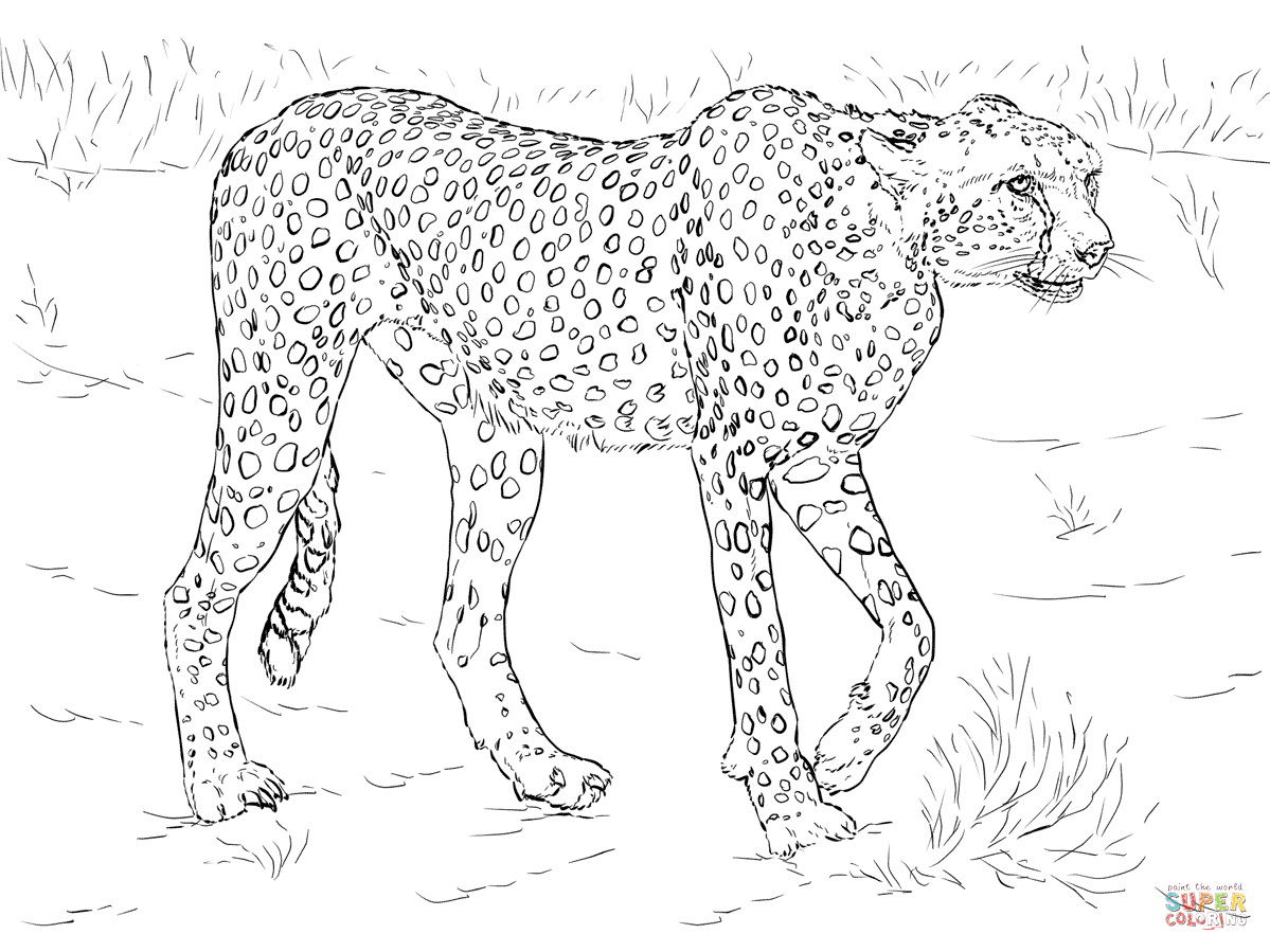 Cheetah coloring page free printable coloring pages