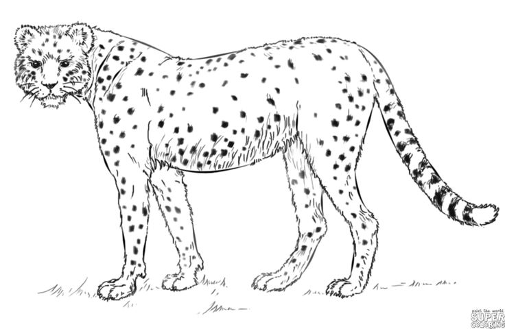 How to draw a cheetah step by step drawing tutorials drawing tutorial cheetah drawing step by step drawing