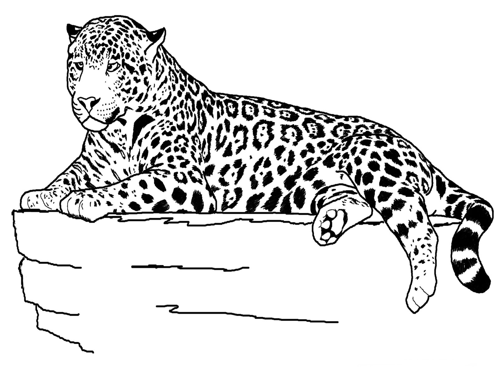 Free printable cheetah coloring pages for kids