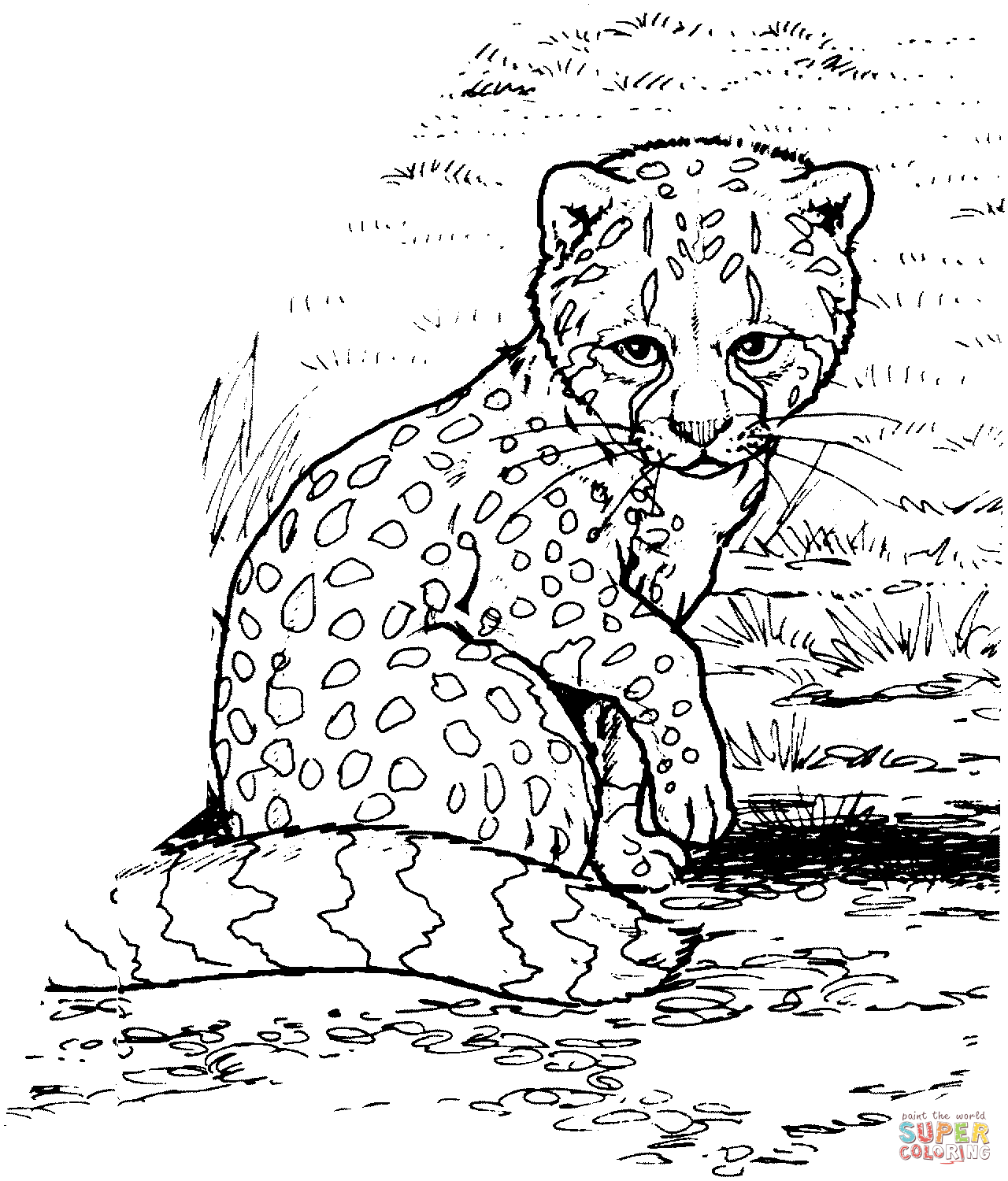 Cheetah coloring pages printable for free download