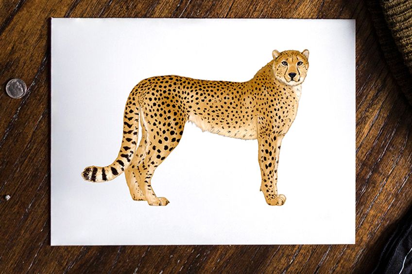 How to draw a cheetah