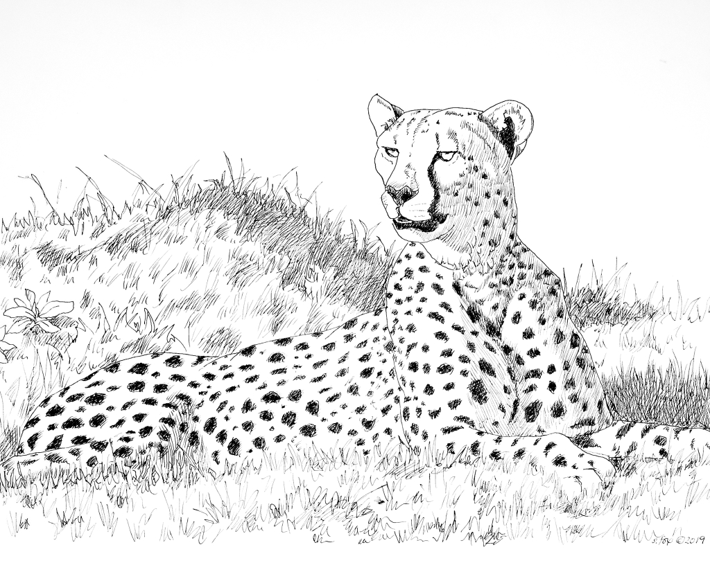 Cheetah â susan fox american artist