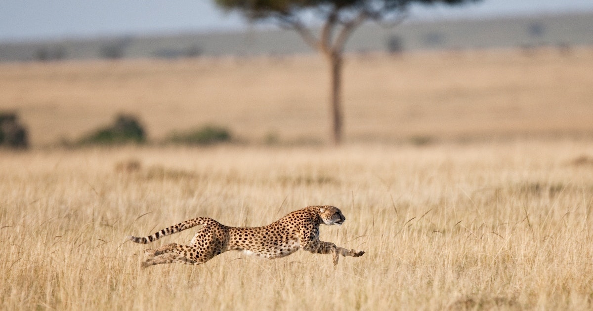 Cheetah coloring pages that make a purr