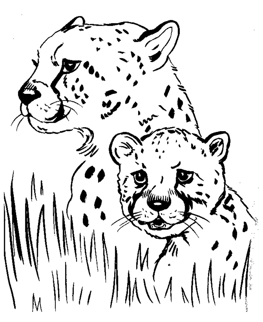 Free printable cheetah coloring pages for kids