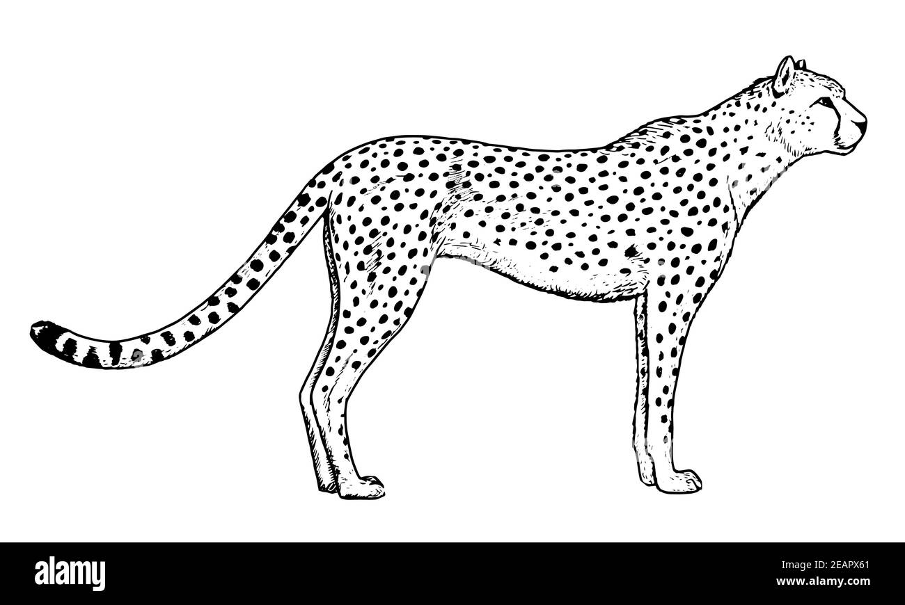 Cheetah drawing hi