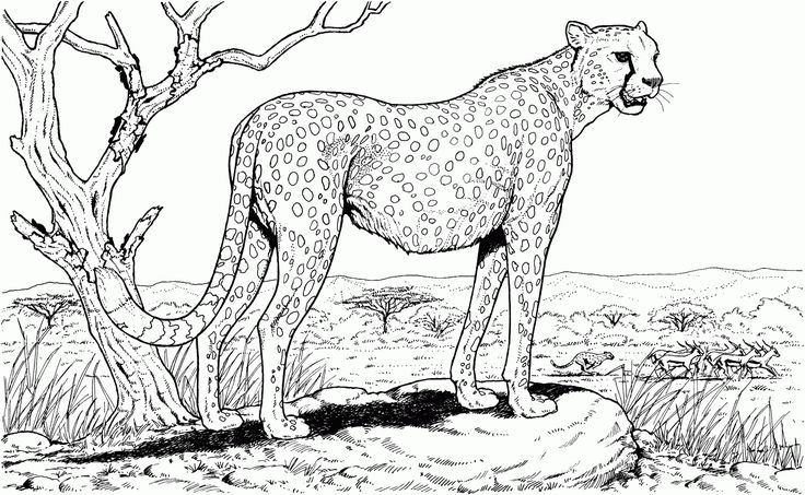 Brilliant cheetah print coloring pages coloring pictures puppy coloring pages coloring pages