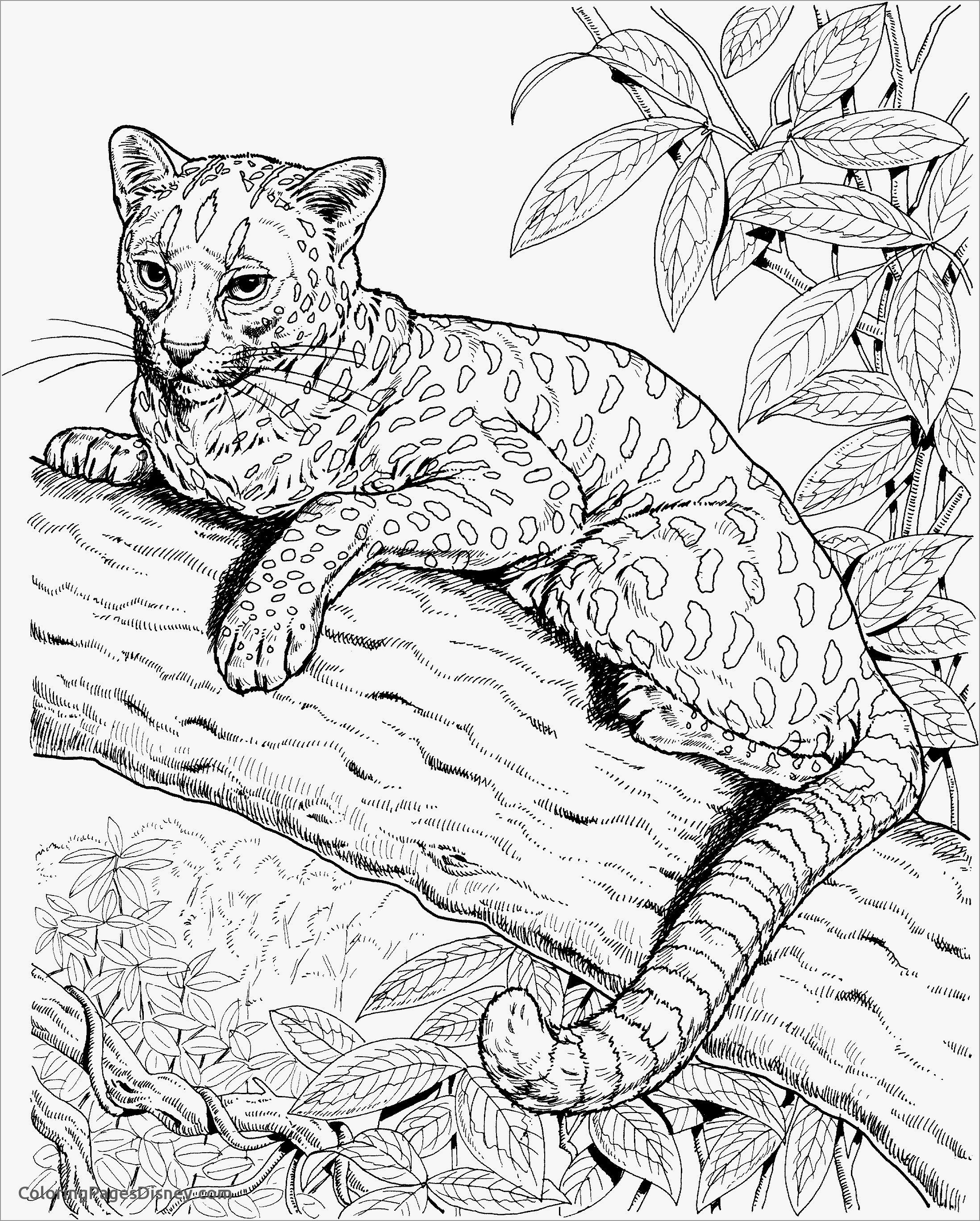 Realistic cheetah coloring page mermaid coloring pages animal coloring pages animal coloring books