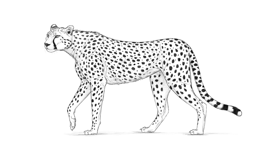 How to draw a cheetah envato tuts