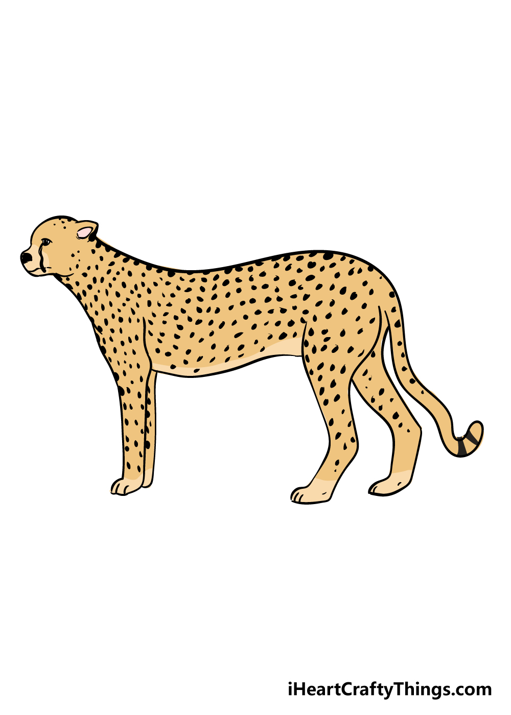 Cheetah drawing