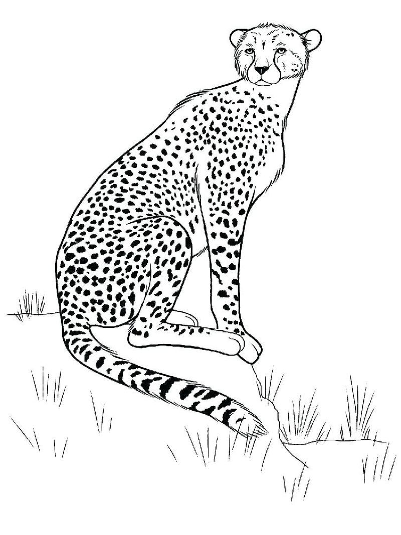 Printable cheetah coloring pages pdf