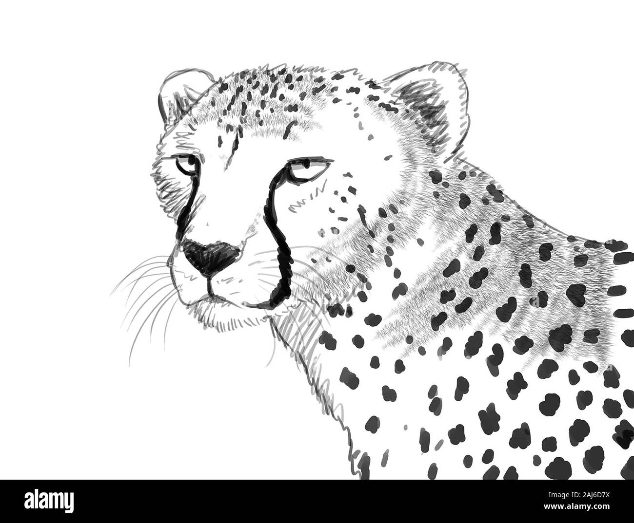 Cheetah sketch hi