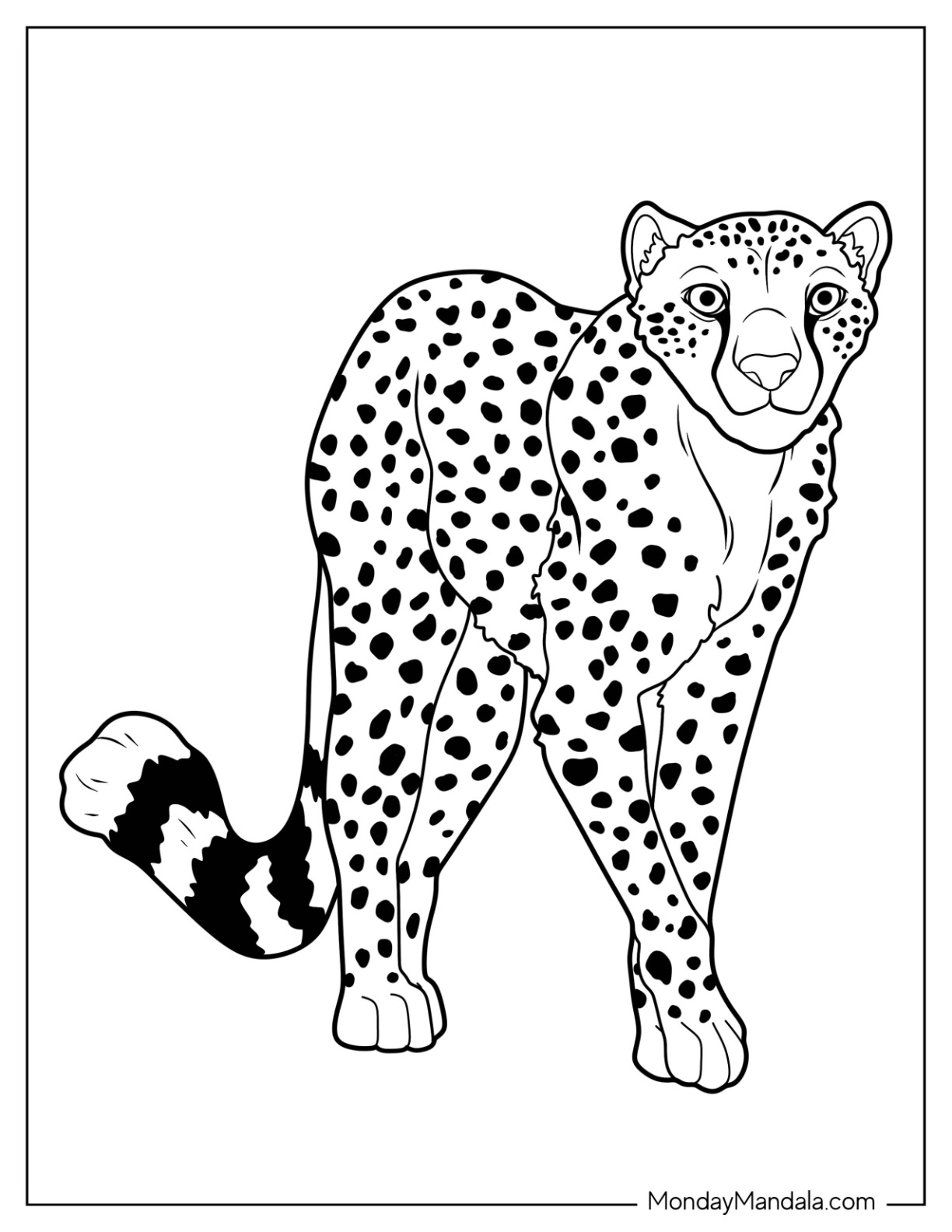 Cheetah coloring pages free pdf printables