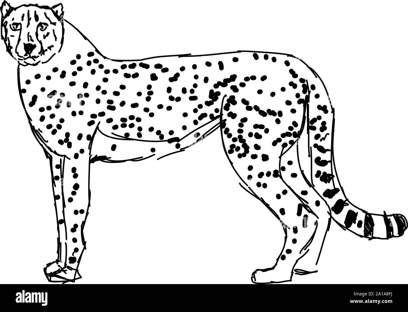 Cheetah drawing hi