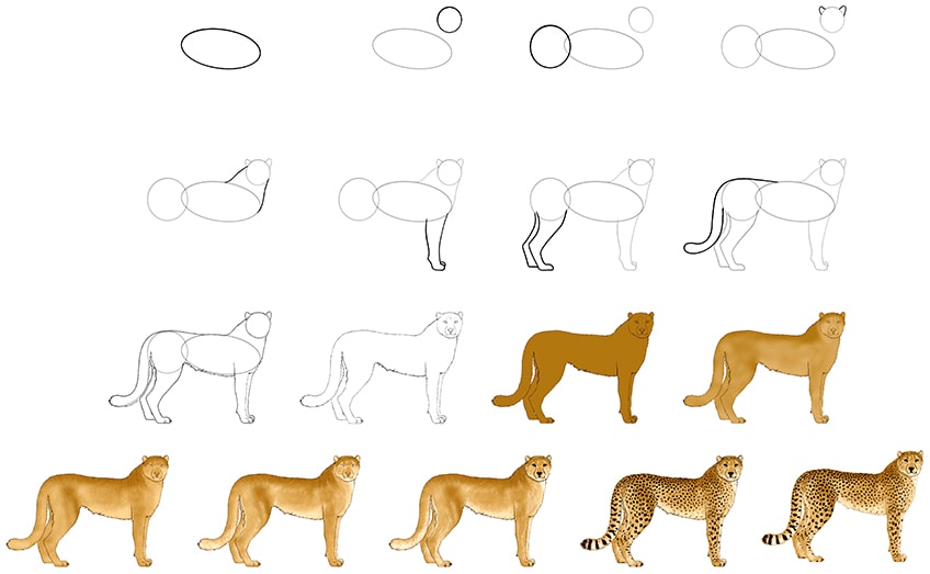 How to draw a cheetah