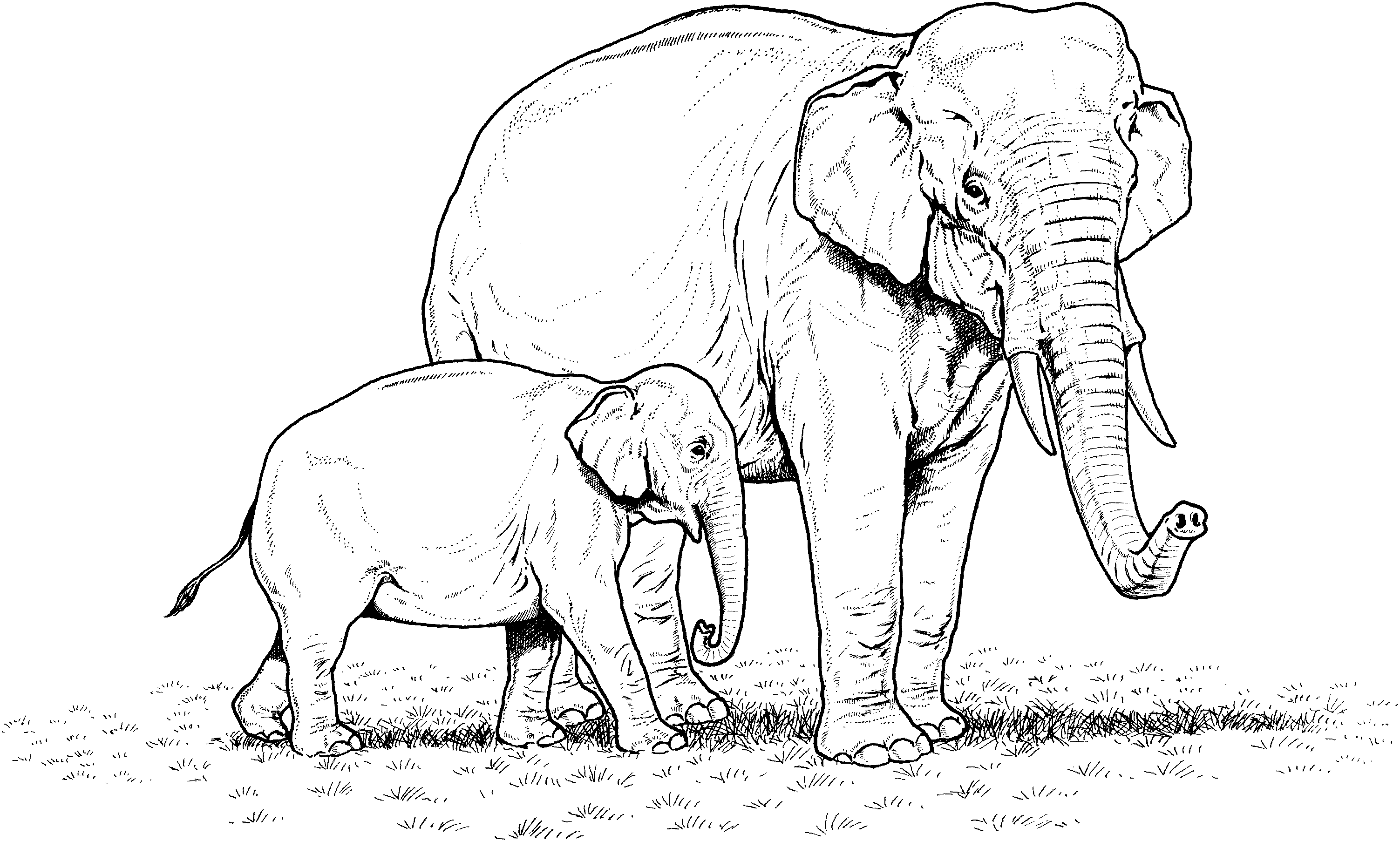 Free elephant coloring pages