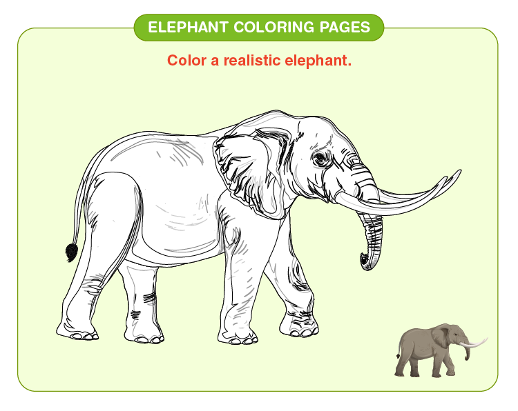 Elephant coloring pages download free printables for kids