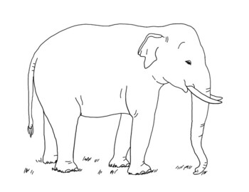 Asian elephant coloring page by mama draw it tpt