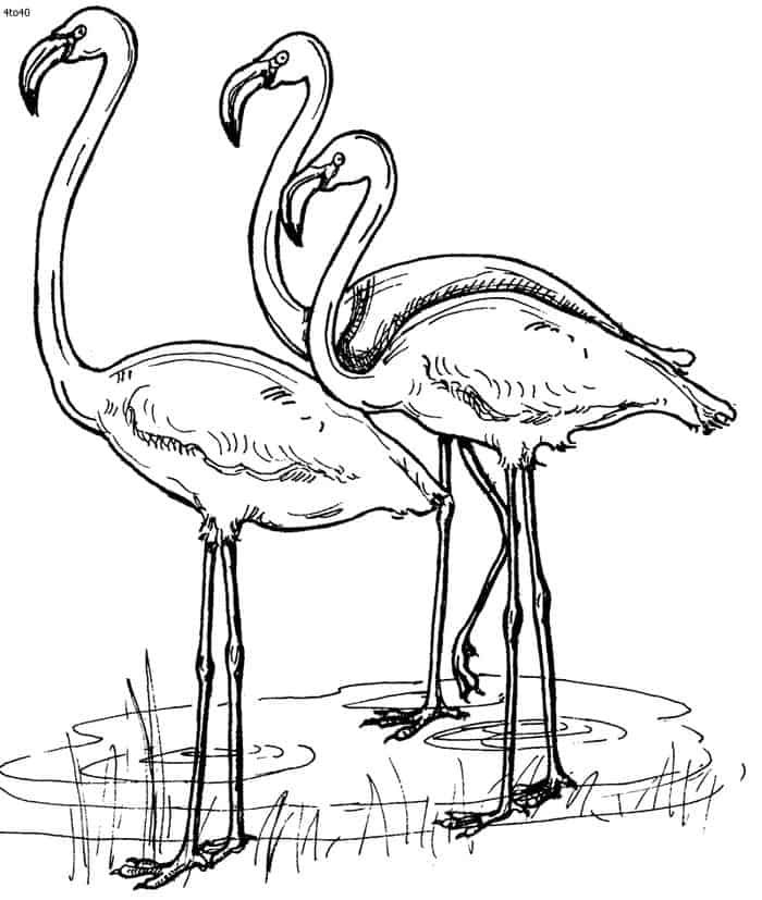 Beautiful flamingo coloring pages