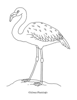 Chilean flamingo coloring page by mama draw it tpt