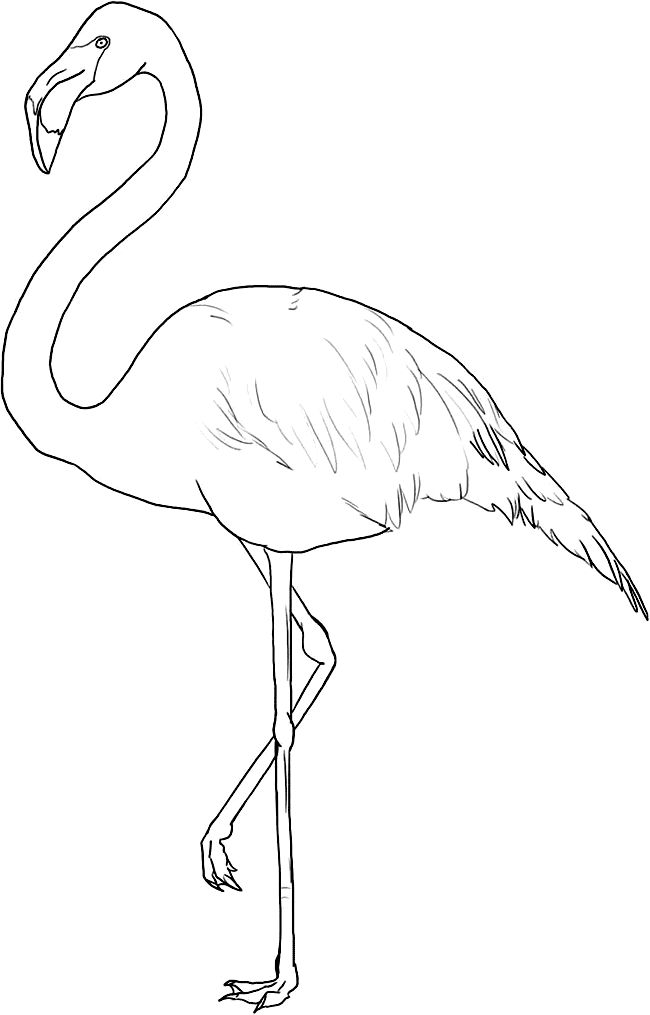 Flamingo coloring pages