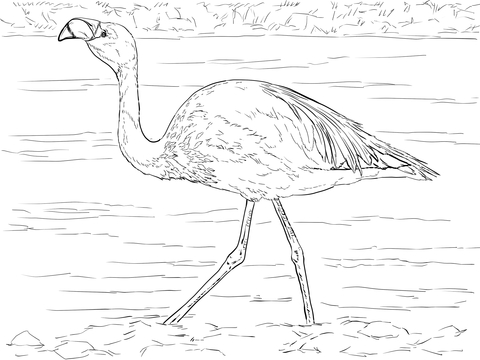 Jamess flamingo coloring page free printable coloring pages