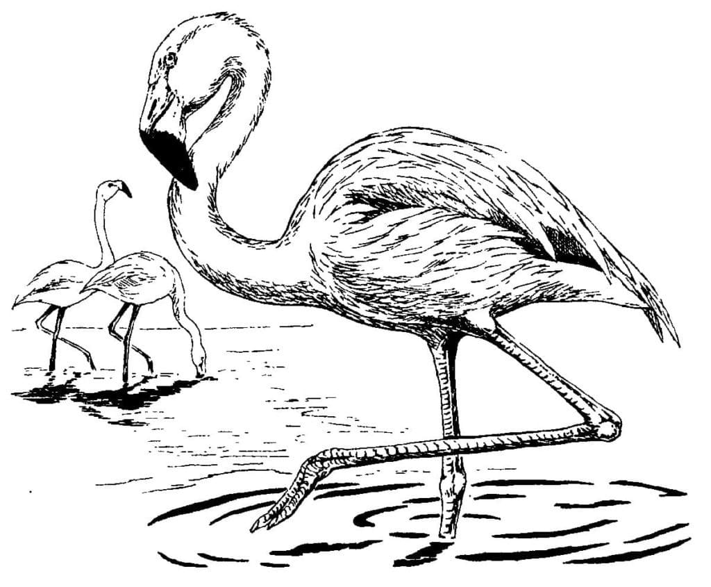 Realistic flamingos coloring page