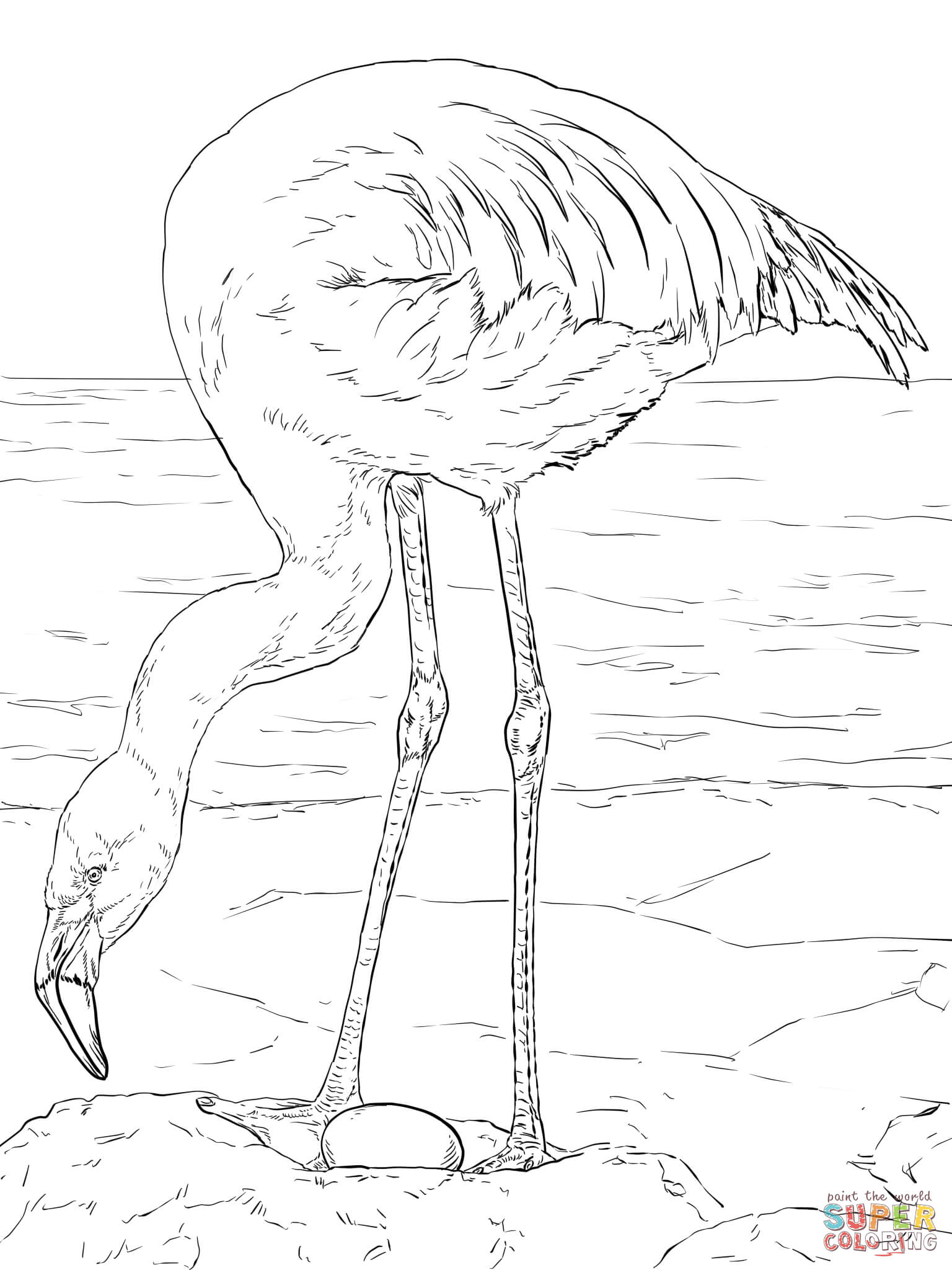 Chilean flamingo coloring page free printable coloring pages