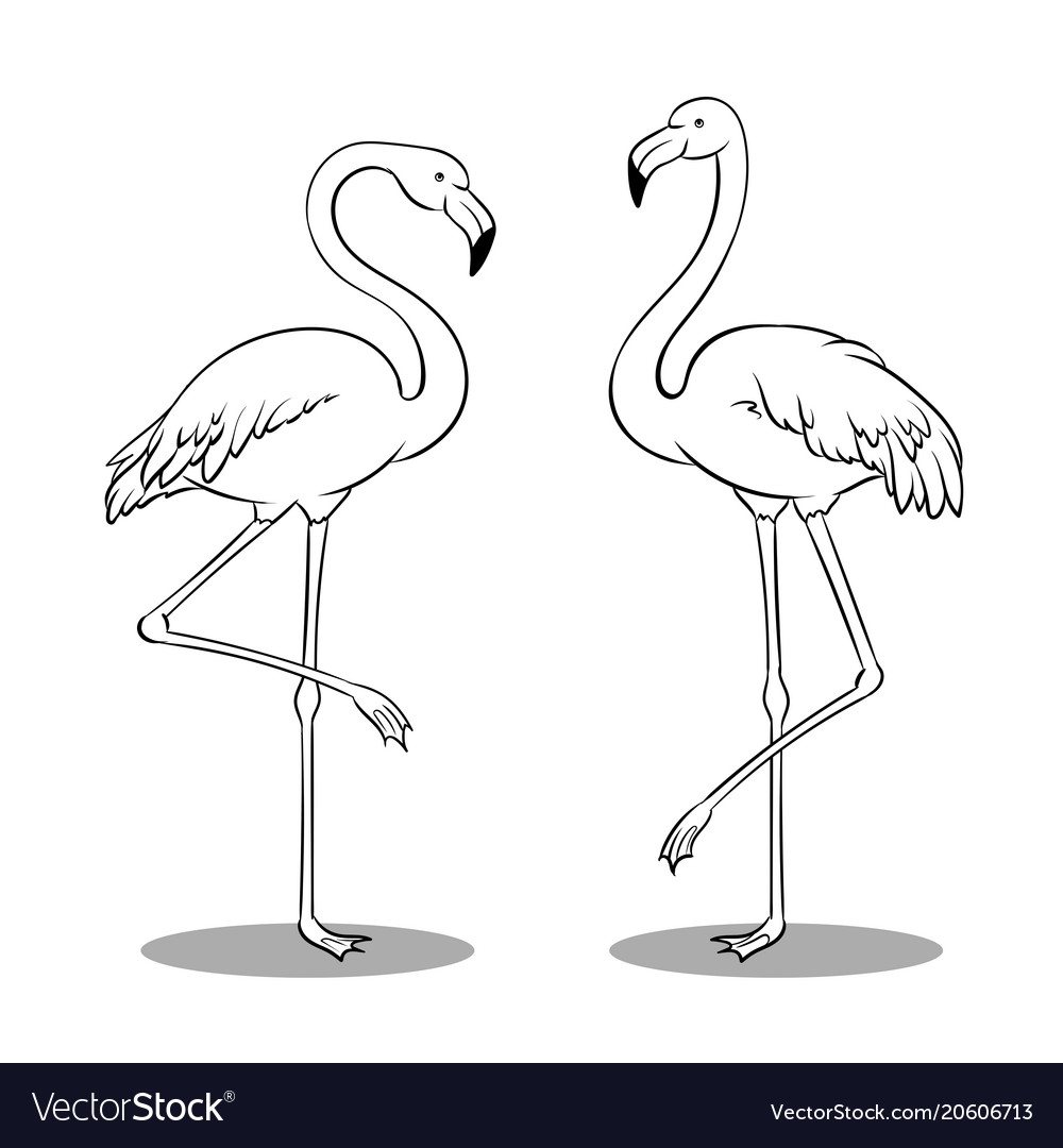 Pink flamingo bird coloring book royalty free vector image