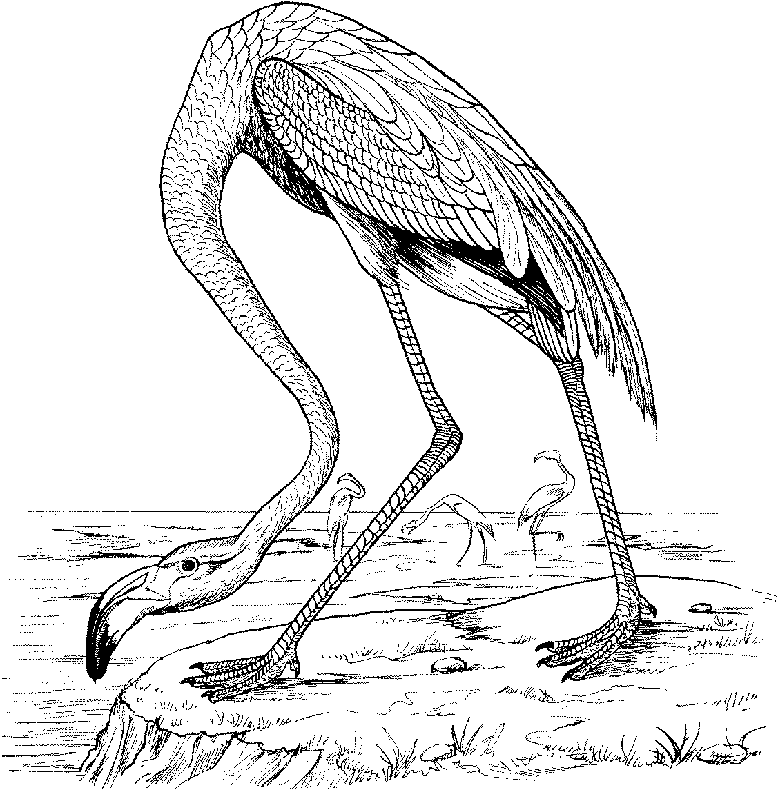 Flamingo coloring pages